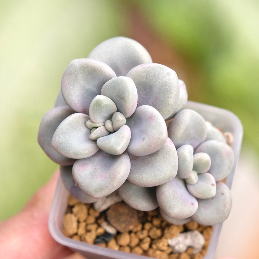 Graptopetalum Ellen Korean Succulent Plant