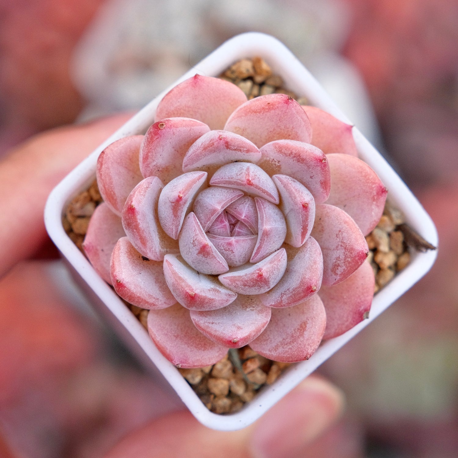 Echeveria hyalina hybrid Imported Succulent Plant *New*