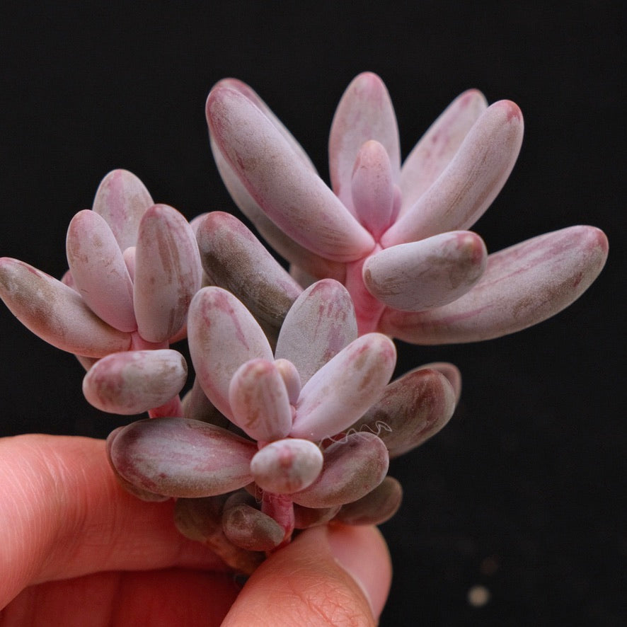 Variegated Pachysedum Ganzhou Korean Succulent Plant