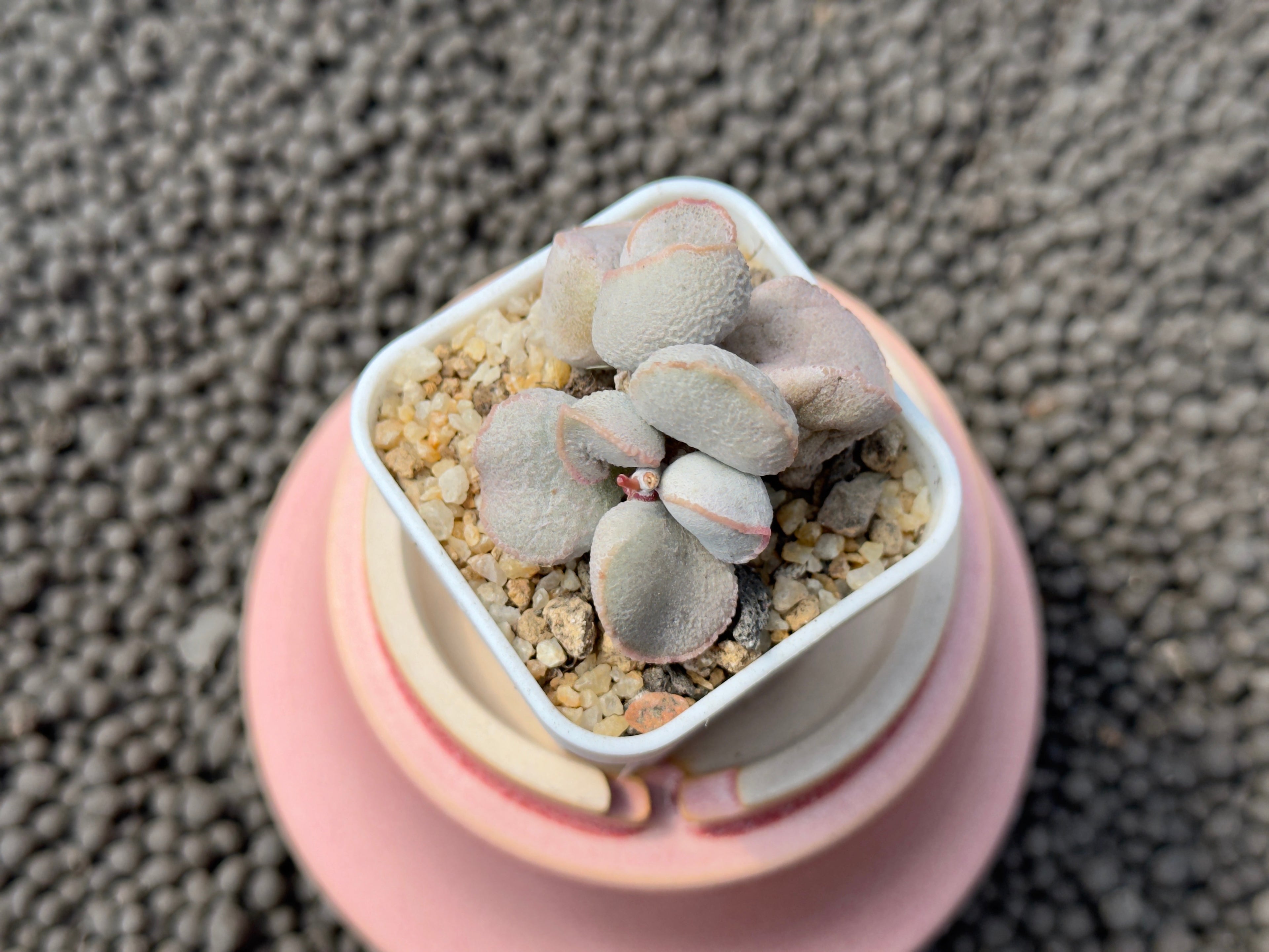 Adromischus &