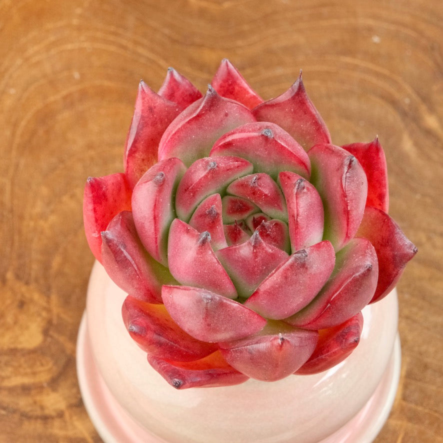 Echeveria Amestro Imported Succulent Plant