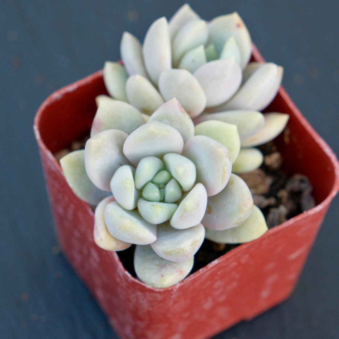 Double Sedeveria Lilac Mist Succulent Plant