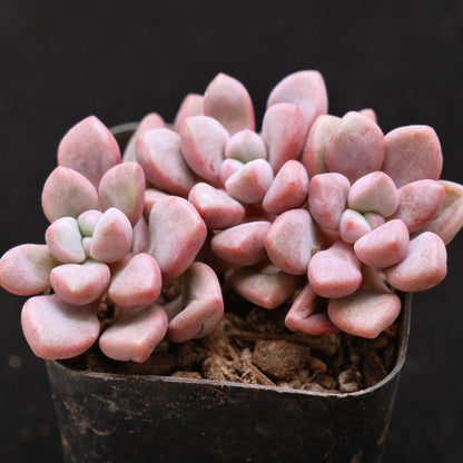 Graptopetalum Polari Heart Korean Succulent Plant