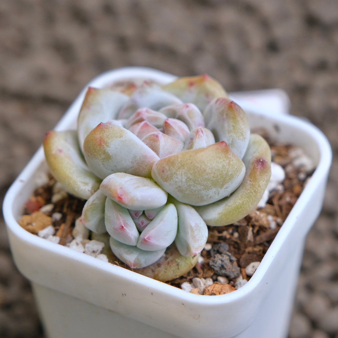 Echeveria Hoshikage Imported Succulent Plant - A