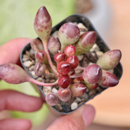 Adromischus Indian Clubs Korean Succulent Plant