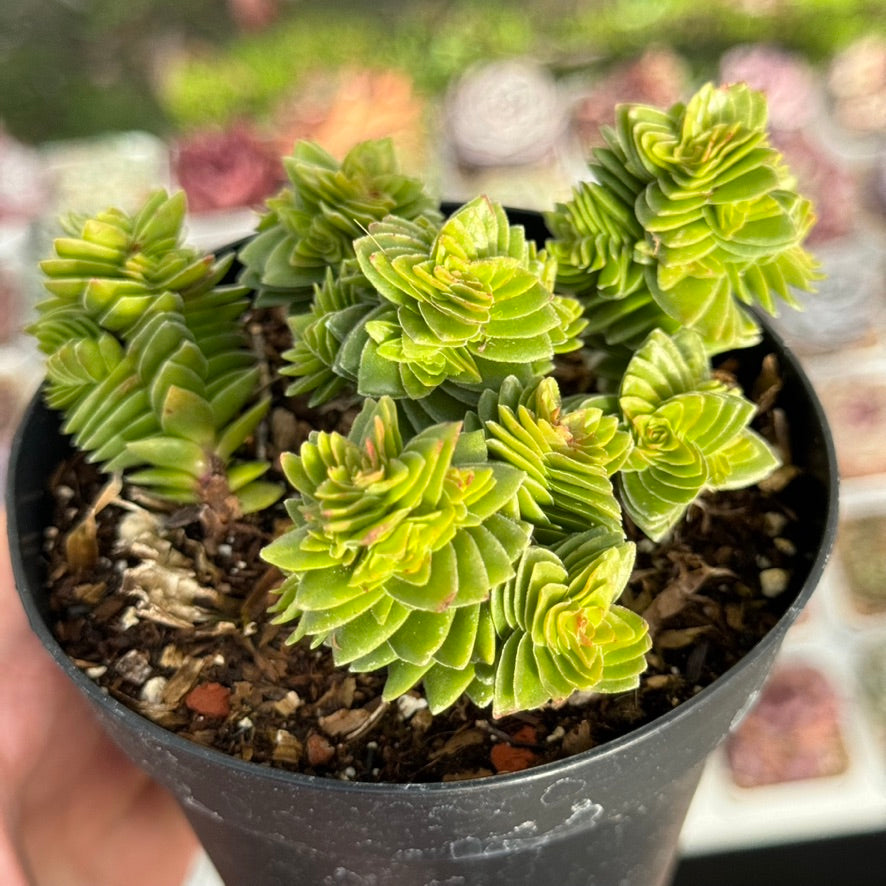 Crassula Spiralis Succulent Plant