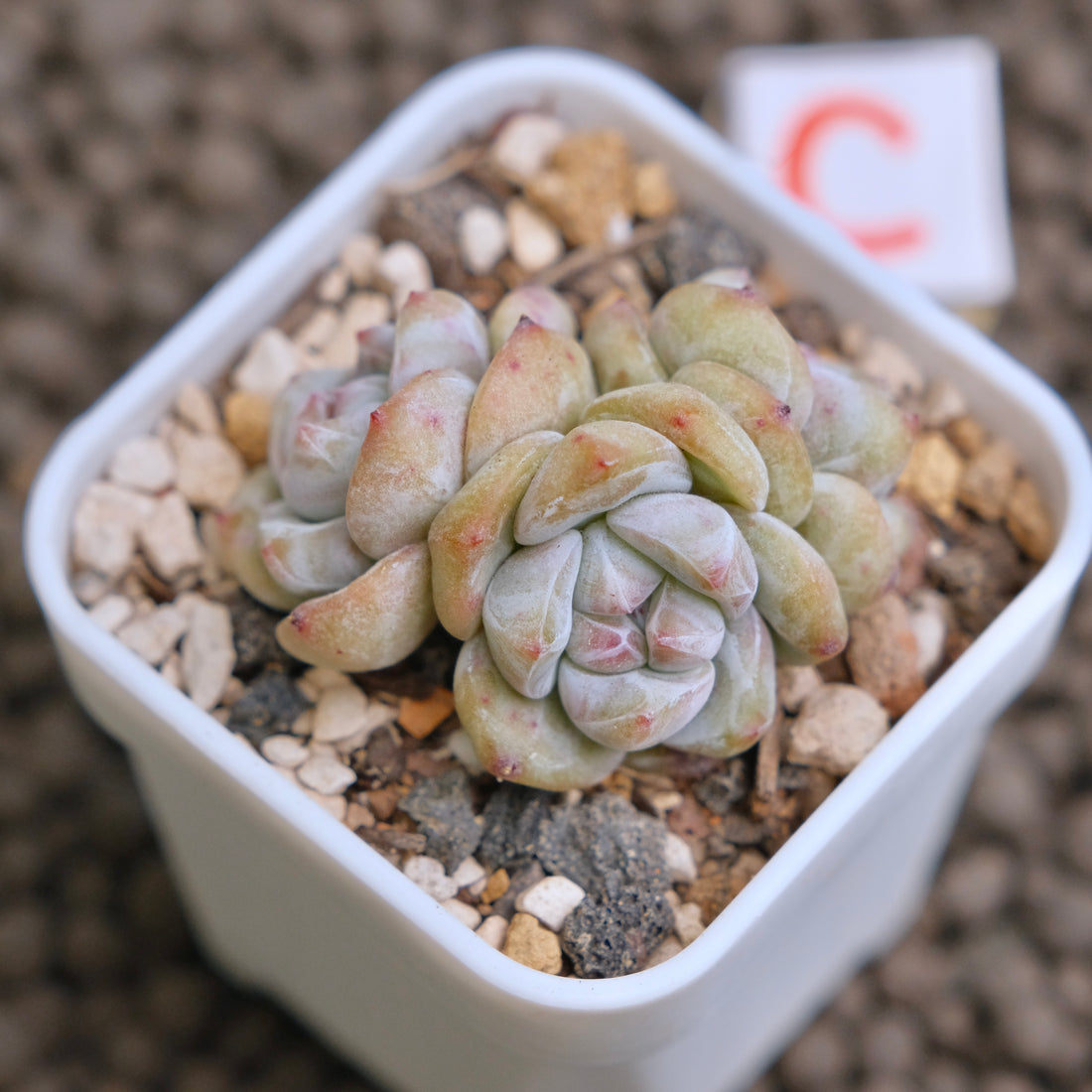 Echeveria Hoshikage Imported Succulent Plant - C