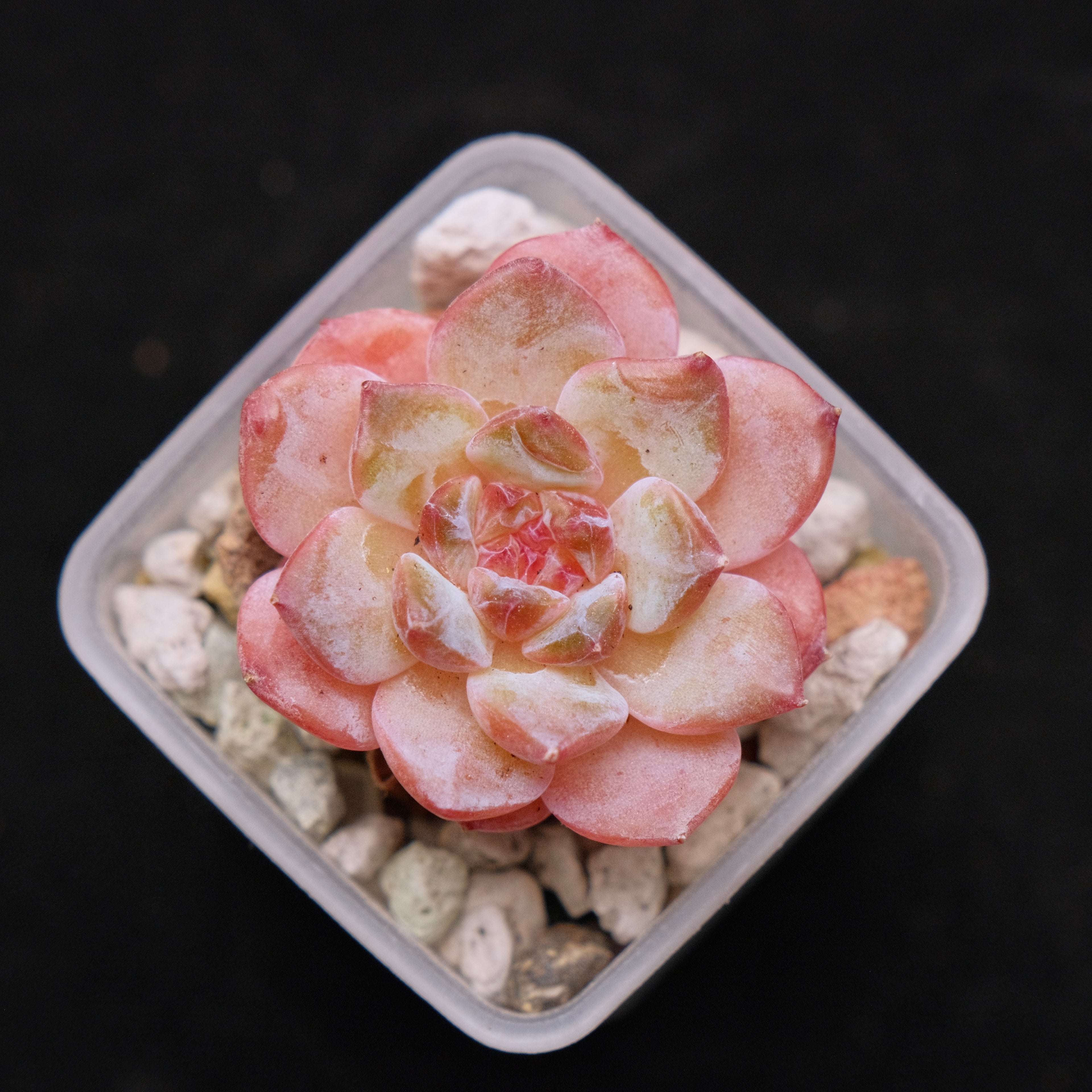 Echeveria hybrid Imported Succulent Plant 溏心杂