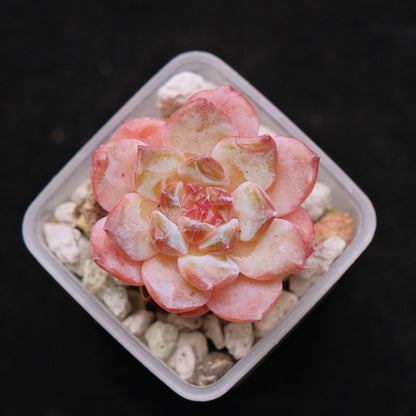 Echeveria hybrid Imported Succulent Plant 溏心杂