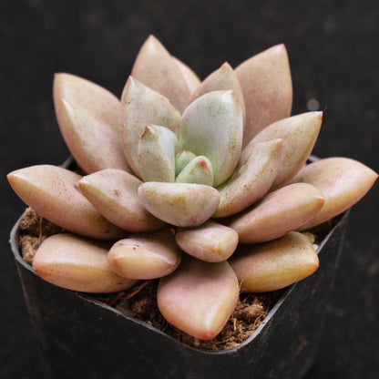 Graptoveria Migum Korean Succulent Plant Air Magic Hybrid