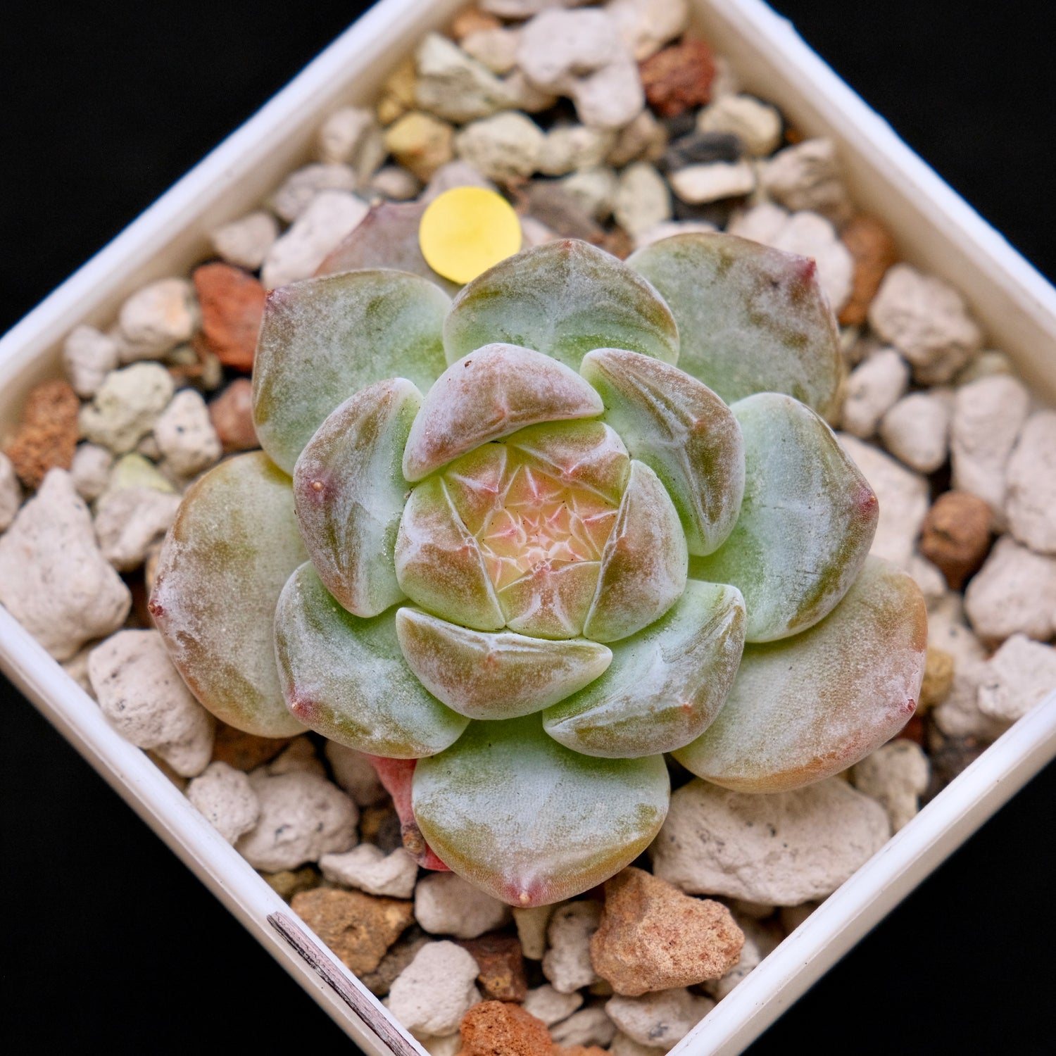 Echeveria First Love Imported Succulent Plant *New* 初恋情人