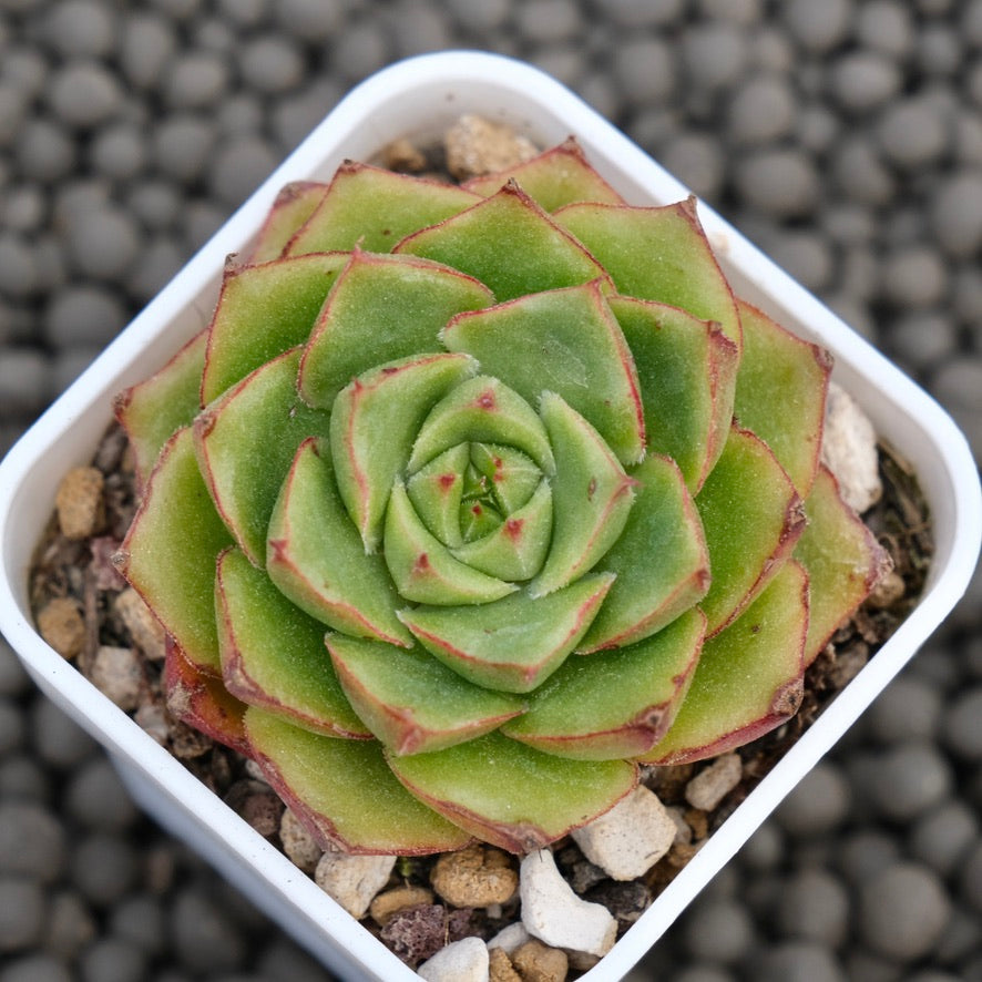 Echeveria Fuego Korean Succulent Plant Hwaga Hybrid