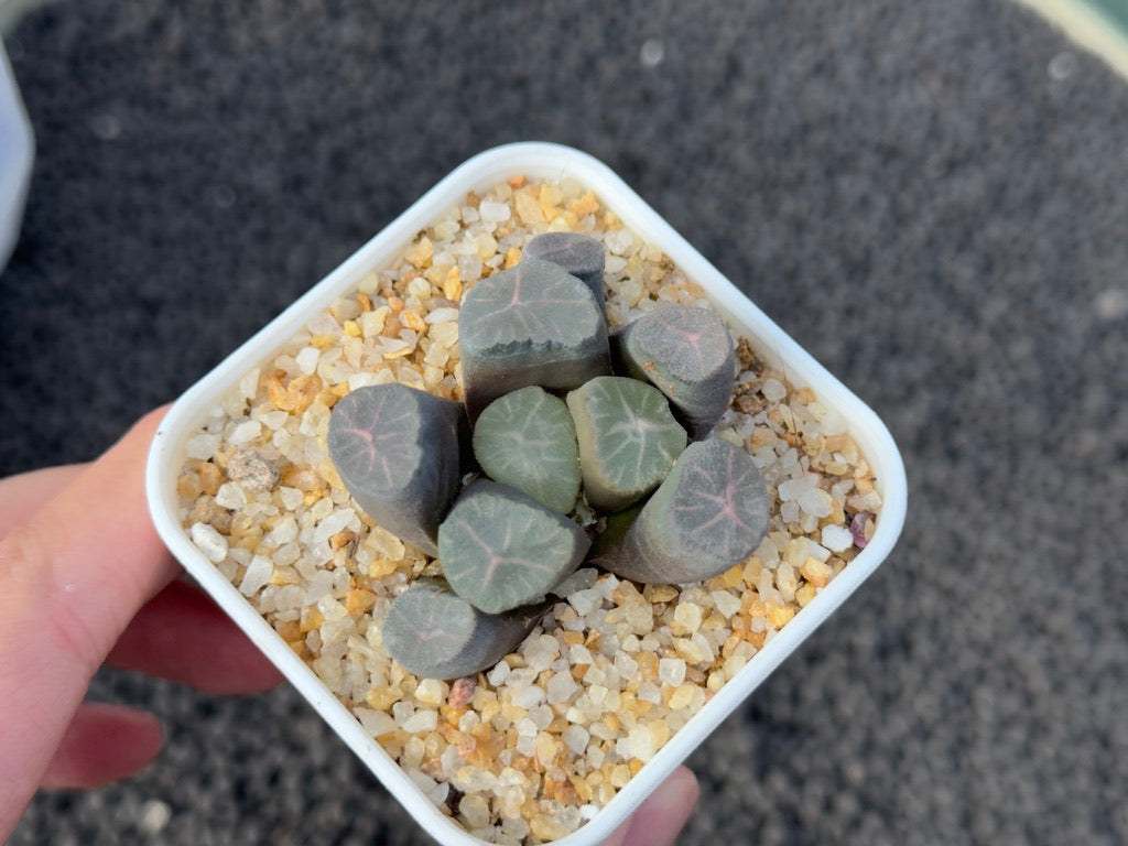 Haworthia maughanii Imported Succulent Plant