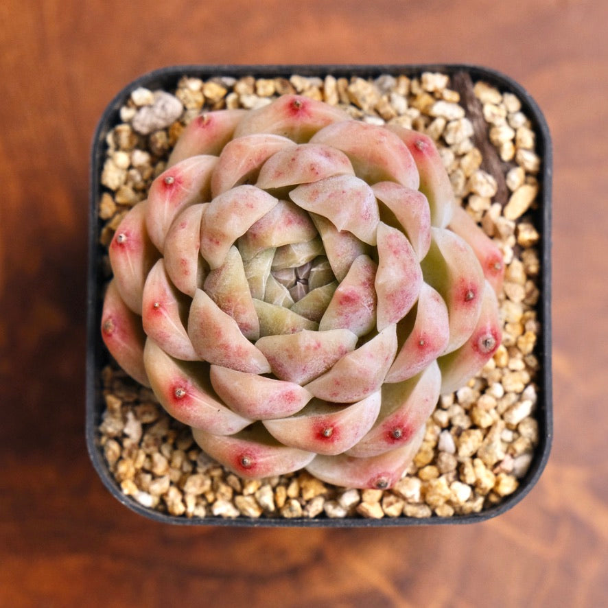 Echeveria Jelly Hybrid Imported Succulent Plant