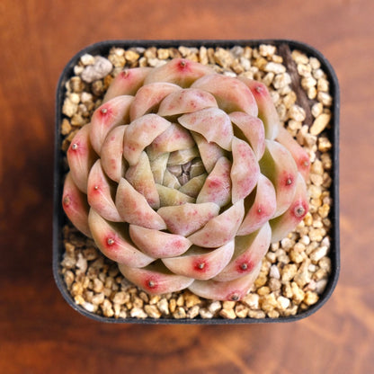 Echeveria Jelly Hybrid Imported Succulent Plant