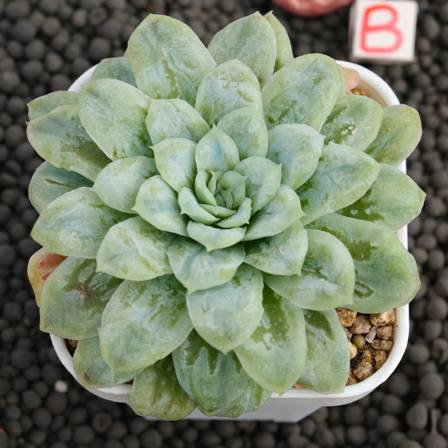 Big Echeveria Bubble Rose Imported Succulent Plant