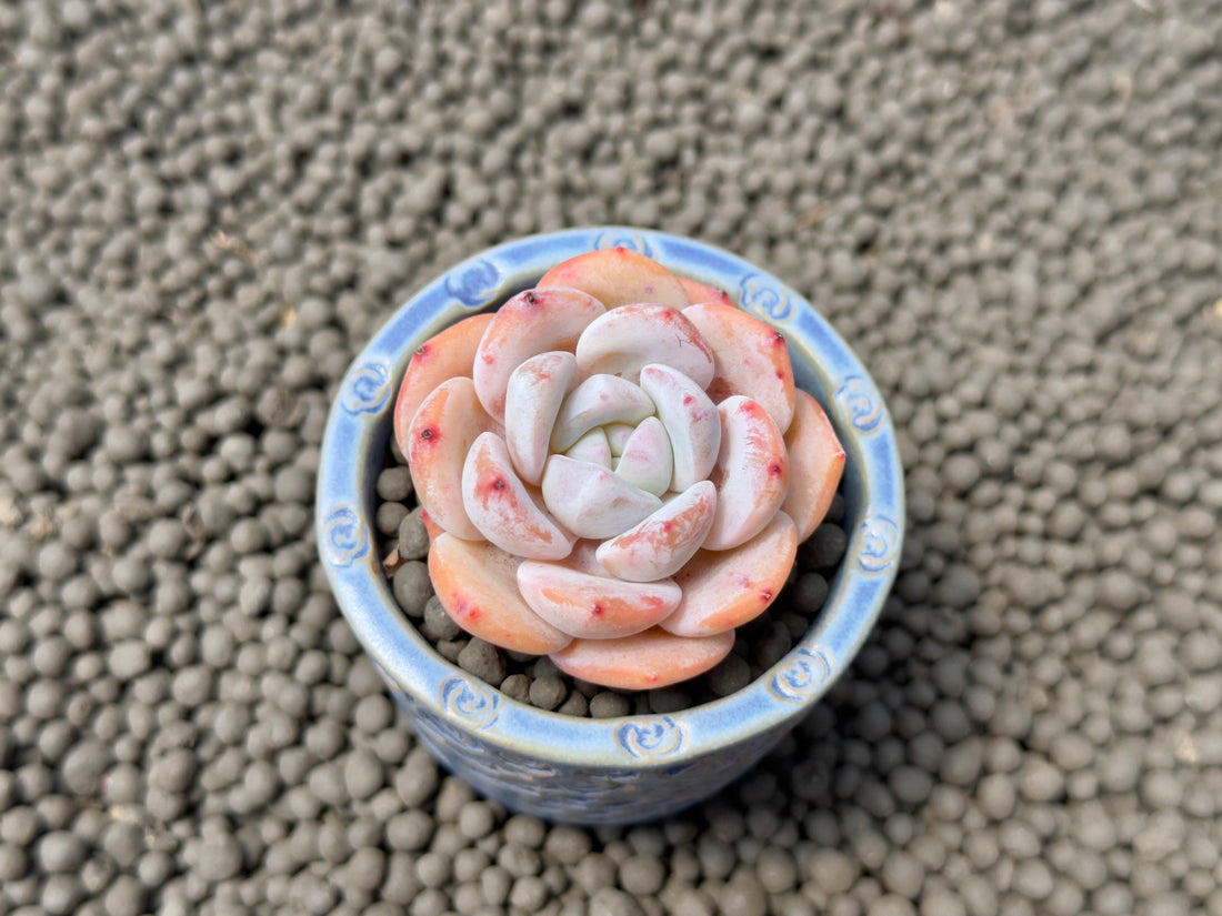 Echeveria Snowy Imported Succulent Plant