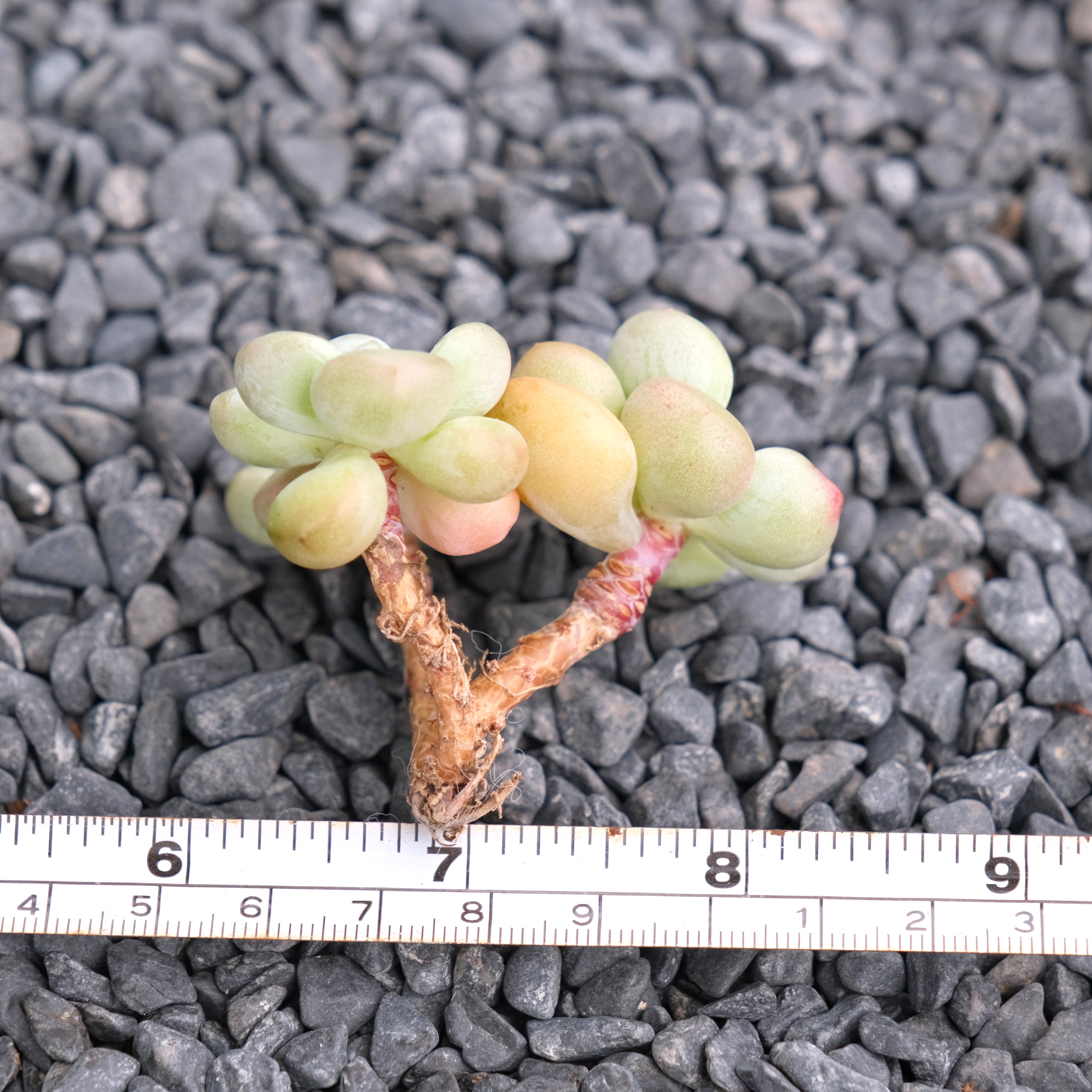 Graptosedum Bubble Gum Korean Succulent Plant