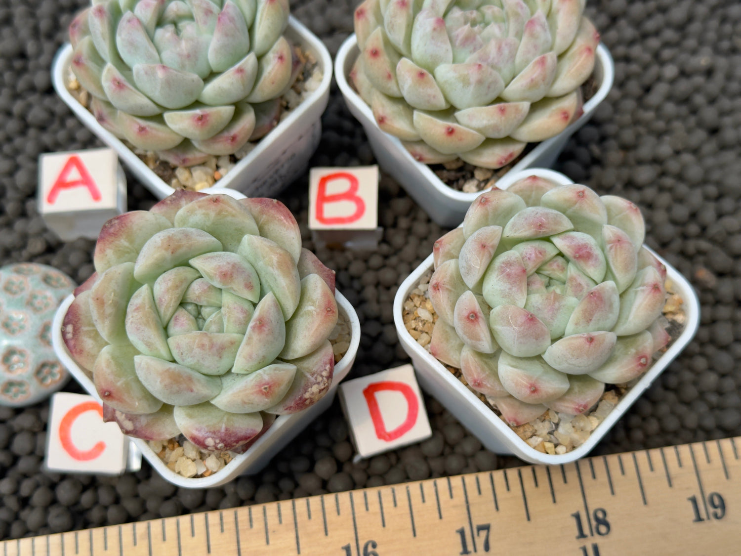 Echeveria Pink Albi Imported Succulent Plant