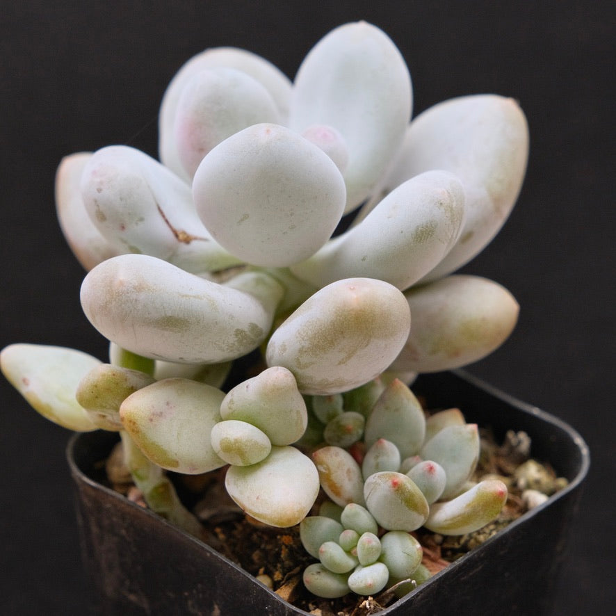 Pachyphytum oviferum + other babies Korean Succulent Plant