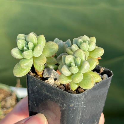 Graptosedum Angel Kiwi Korean Succulent Plant Air Magic hybrid