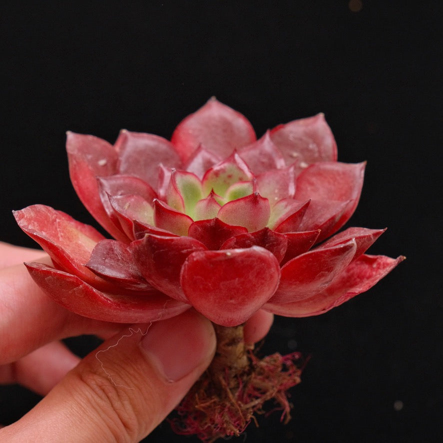 Echeveria Blood Sun Korean Succulent Plant *New*