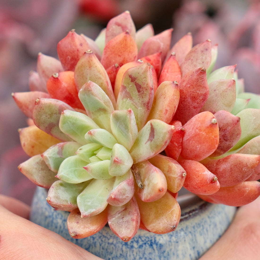 Big Echeveria Echo cluster Imported Succulent Plant