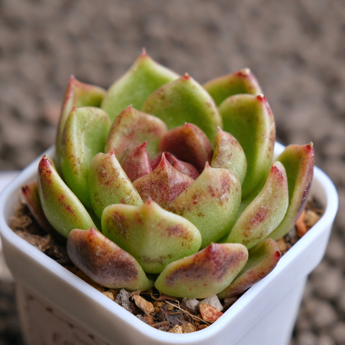 Echeveria Dark Edge Korean Succulent Plant - D