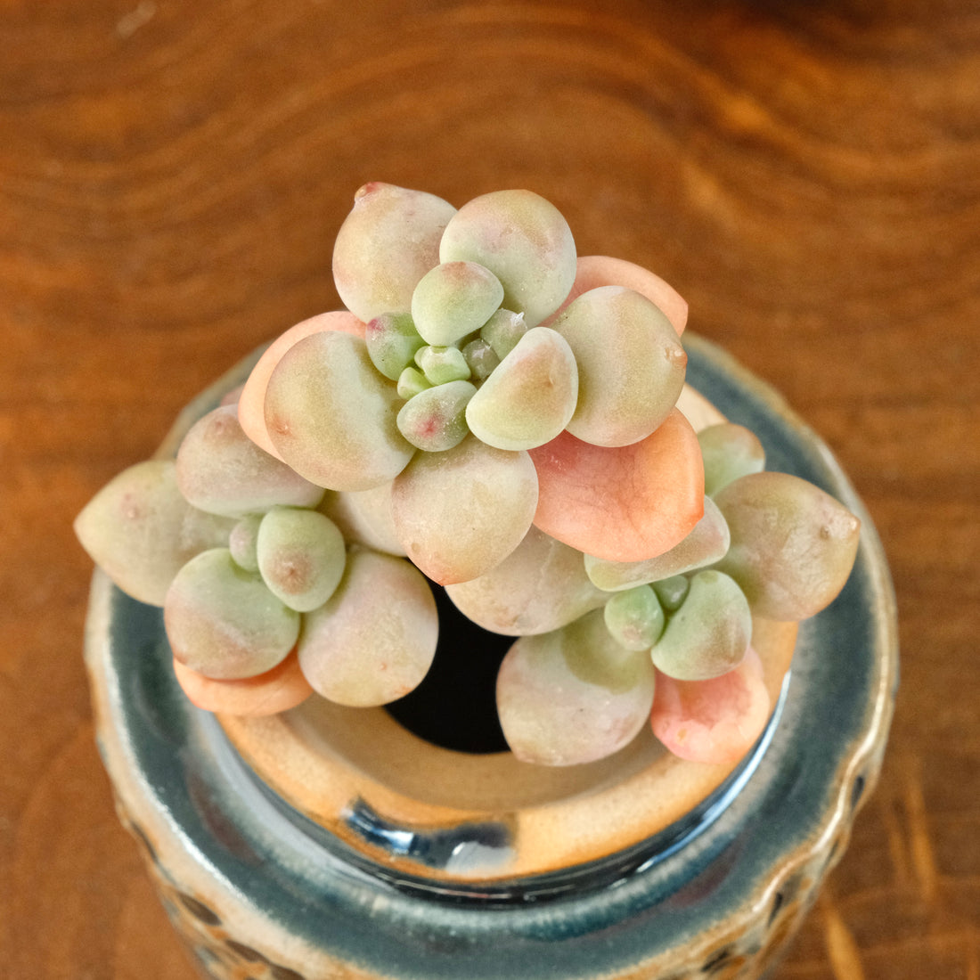 Graptosedum Cade Korean Succulent Plant Mam and Sister hybrid