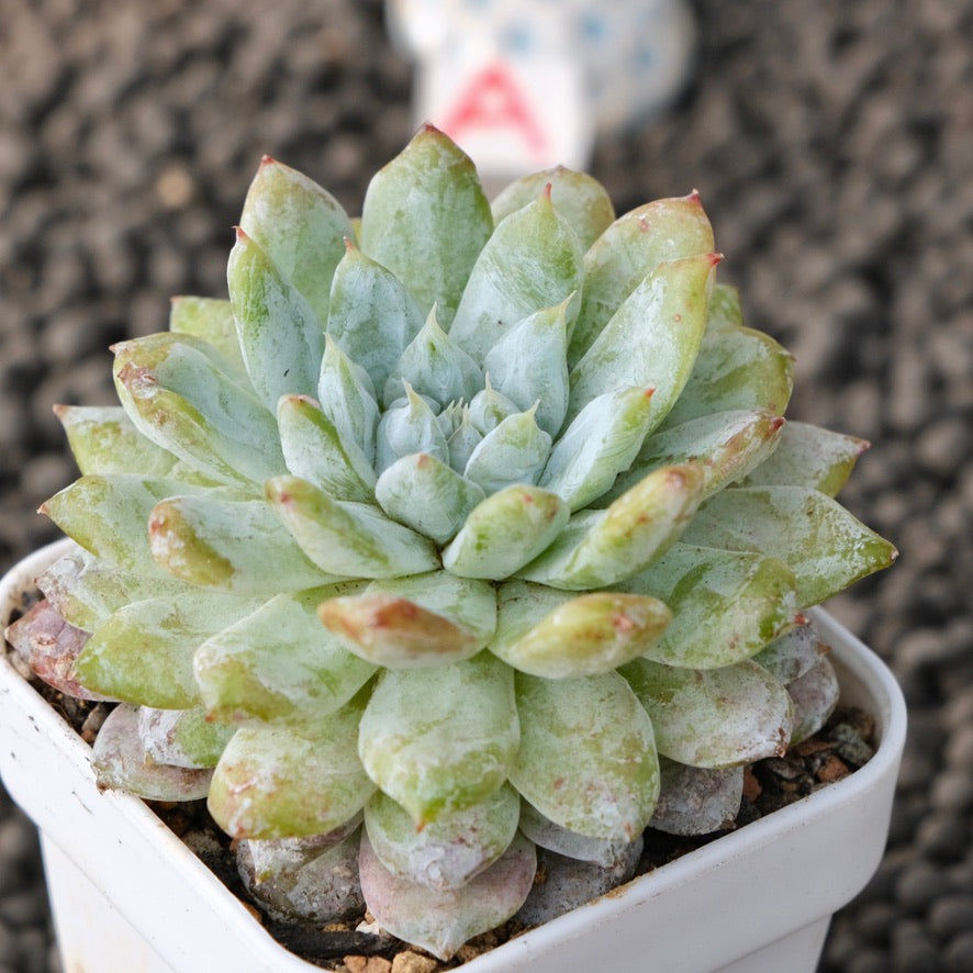 Echeveria Snow Peak Korean Succulent Plant New Changhee Hybrid