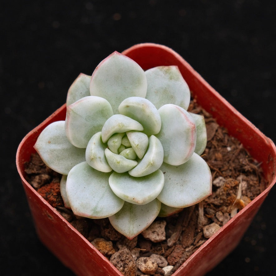 Variegated Sedeveria Pudgy Korean Succulent Plant