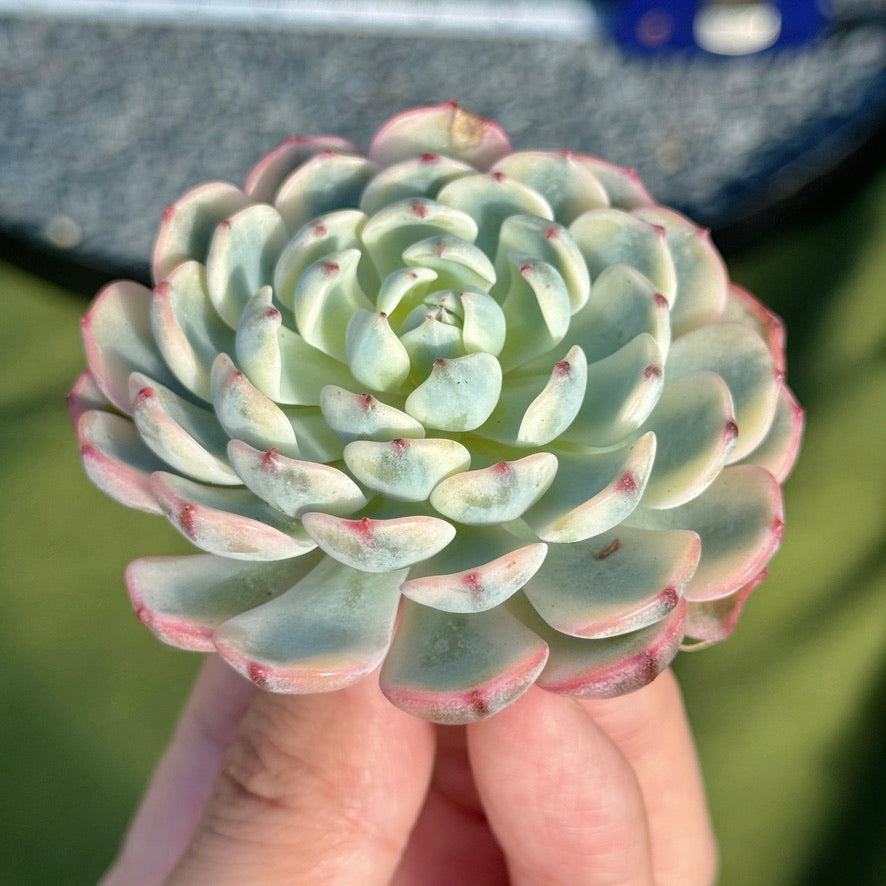 Variegated Echeveria Minima Succulent Plant B