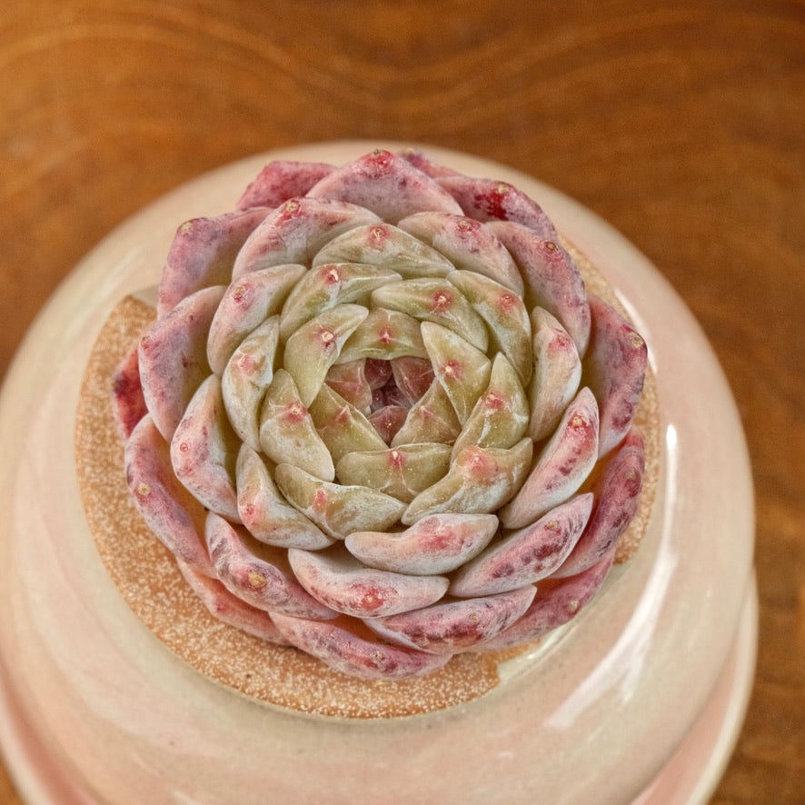 Echeveria Jelly hybrid Imported Succulent Plant