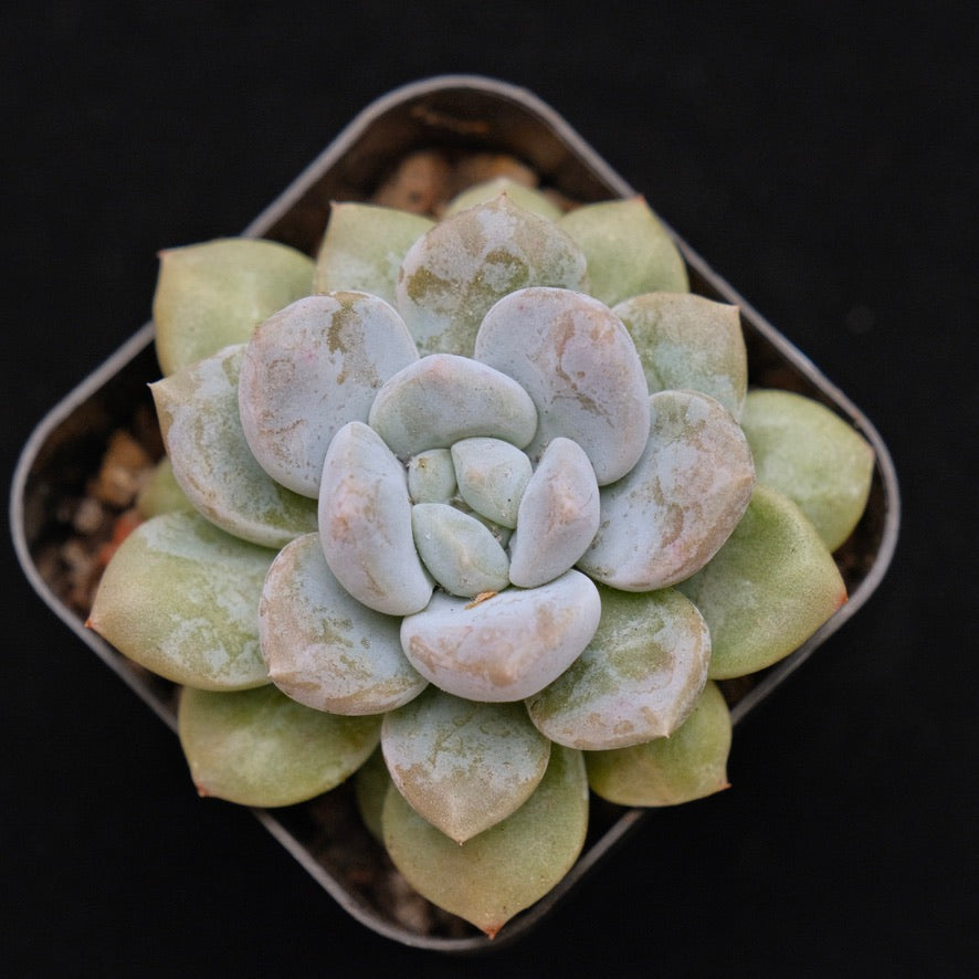 Pachyveria hybrid Korean Succulent Plant