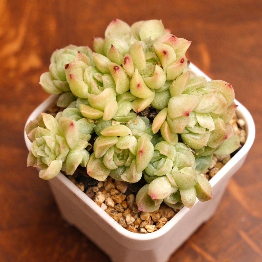 Echeveria Etrial Korean Succulent Plant