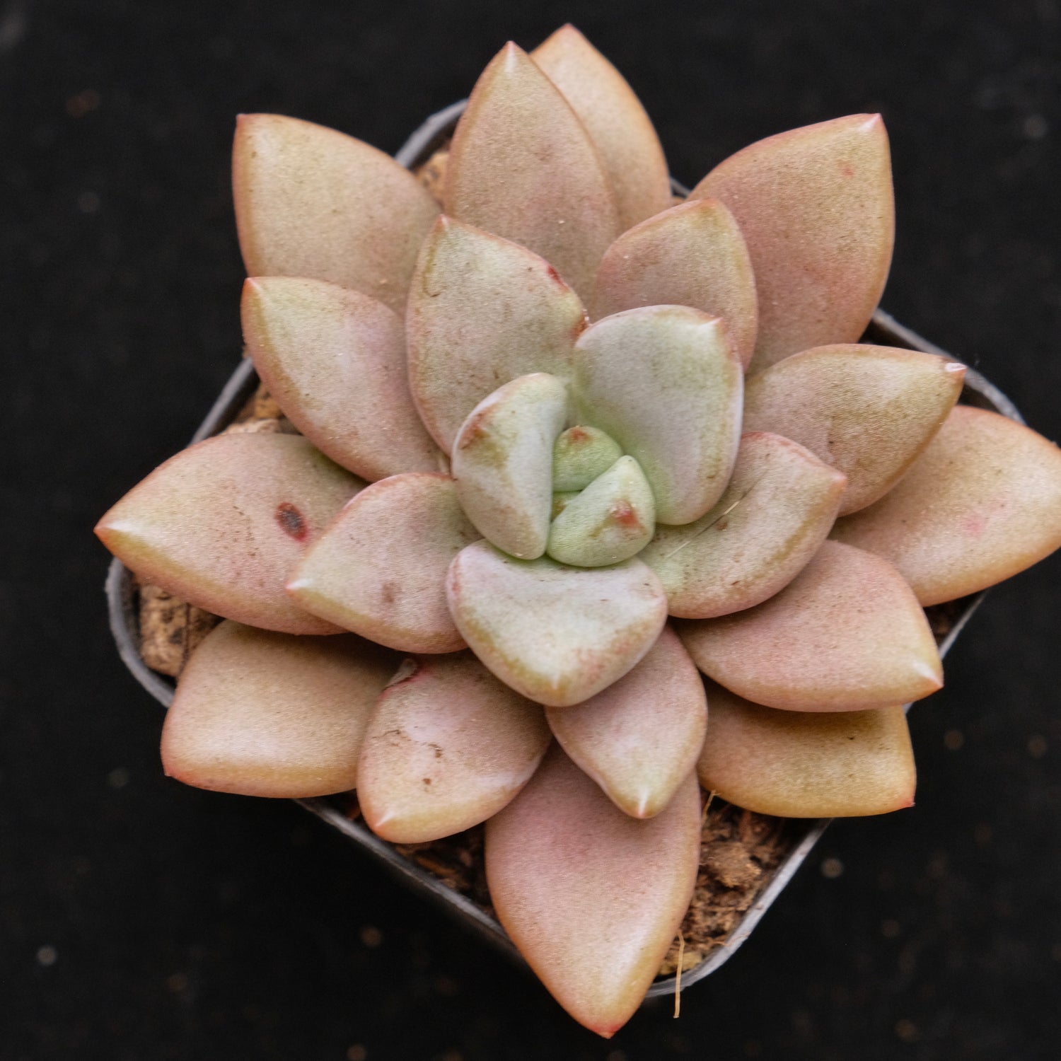 Graptoveria Migum Korean Succulent Plant Air Magic Hybrid