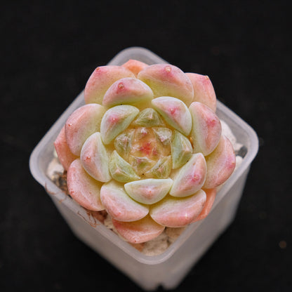 Echeveria Ice Soul Imported Succulent Plant *New* 秘境冰魄