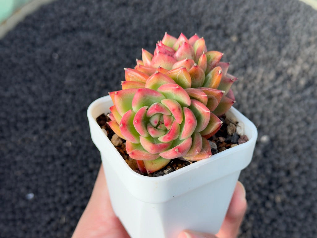 Echeveria Floriditi Korean Succulent Plant