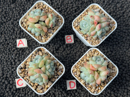 Echeveria Ice Green cluster Imported Succulent Plant