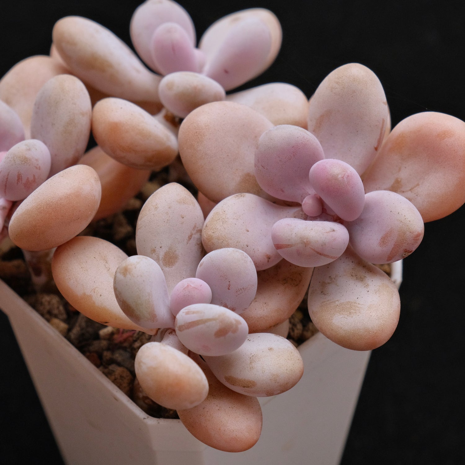 Graptopetalum Amethystinum Korean Succulent Plant