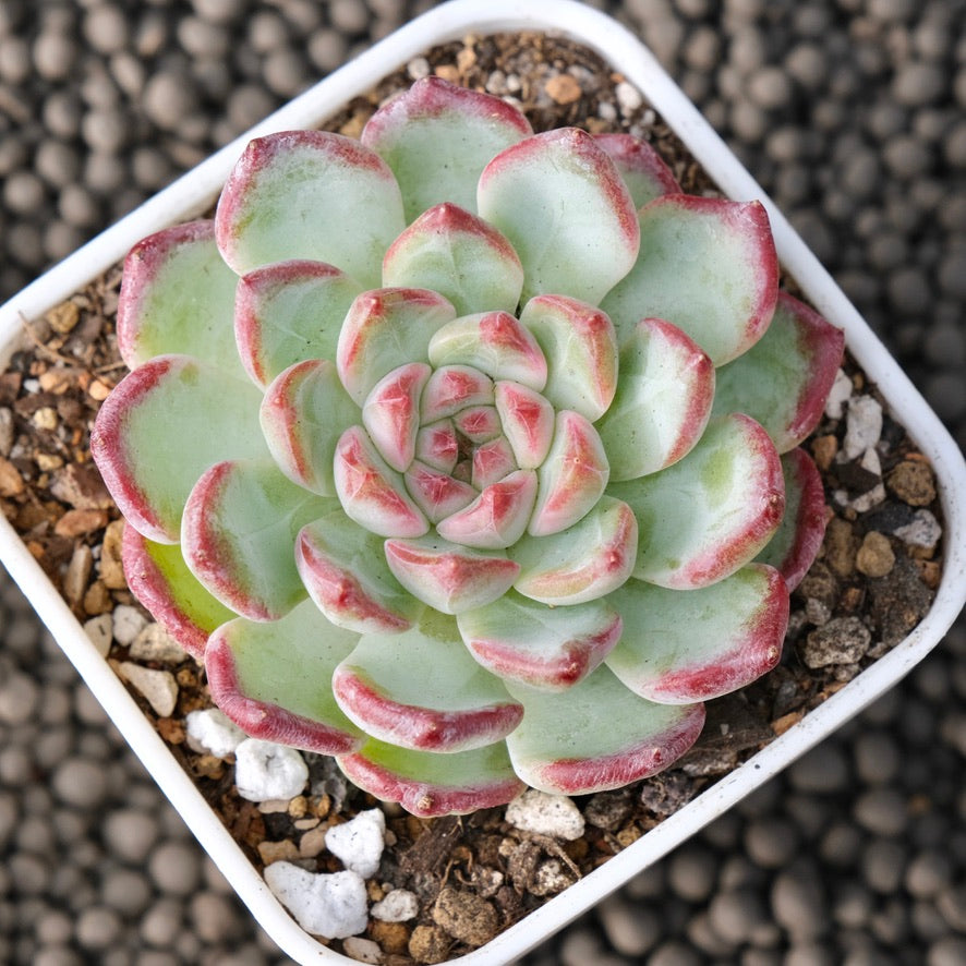 Echeveria Monroe x Sarahime Korean Succulent Plant New Changhee Hybrid