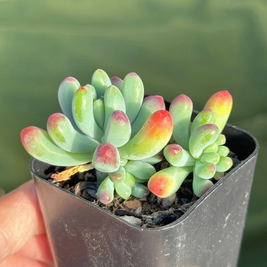 Sedum Salsa Succulent Plant