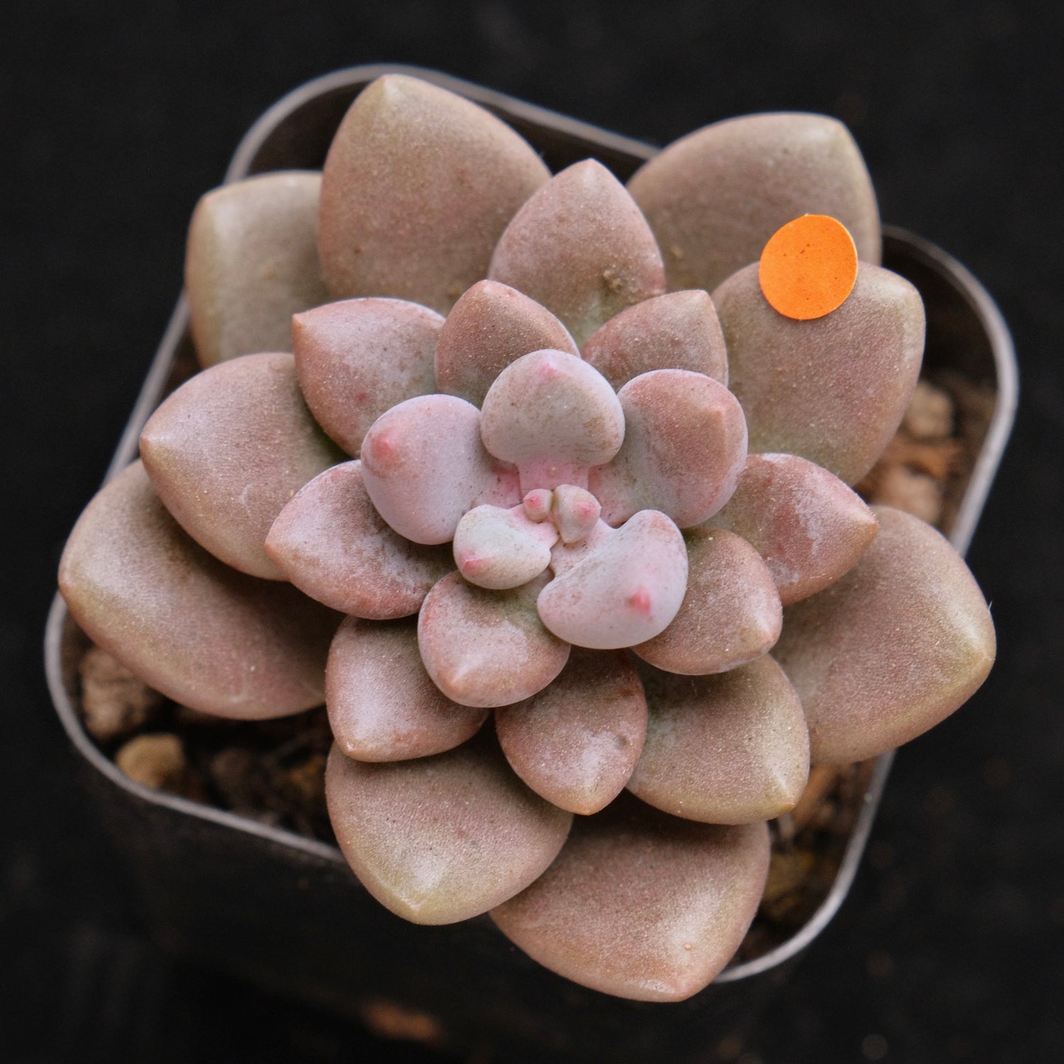 Graptosedum Indian Pink Korean Succulent Plant Air Magic Hybrid