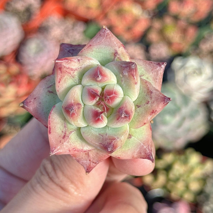 Echeveria Betelgeuse Succulent Plant *New*