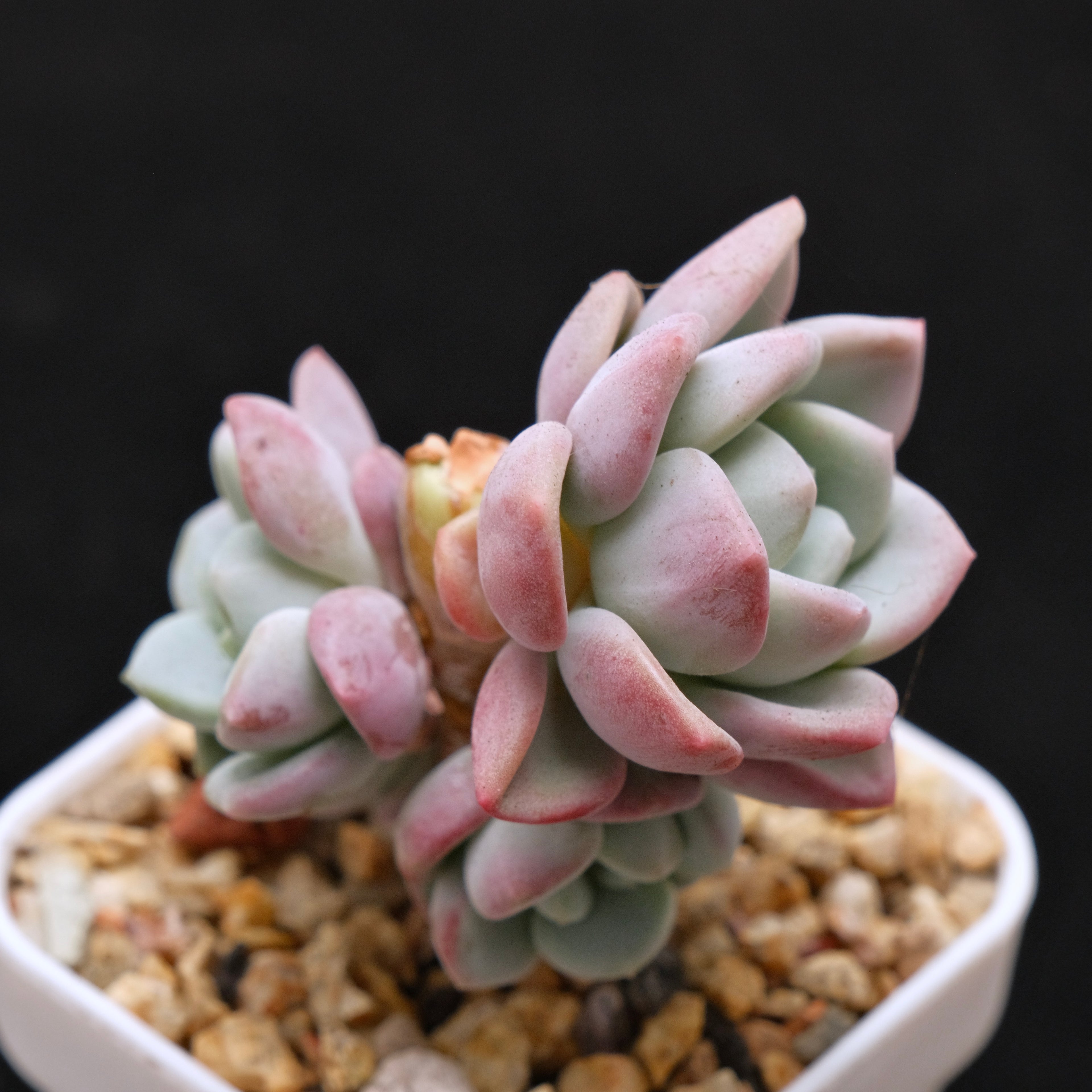 Pachyveria Ice Cream Korean Succulent Plant