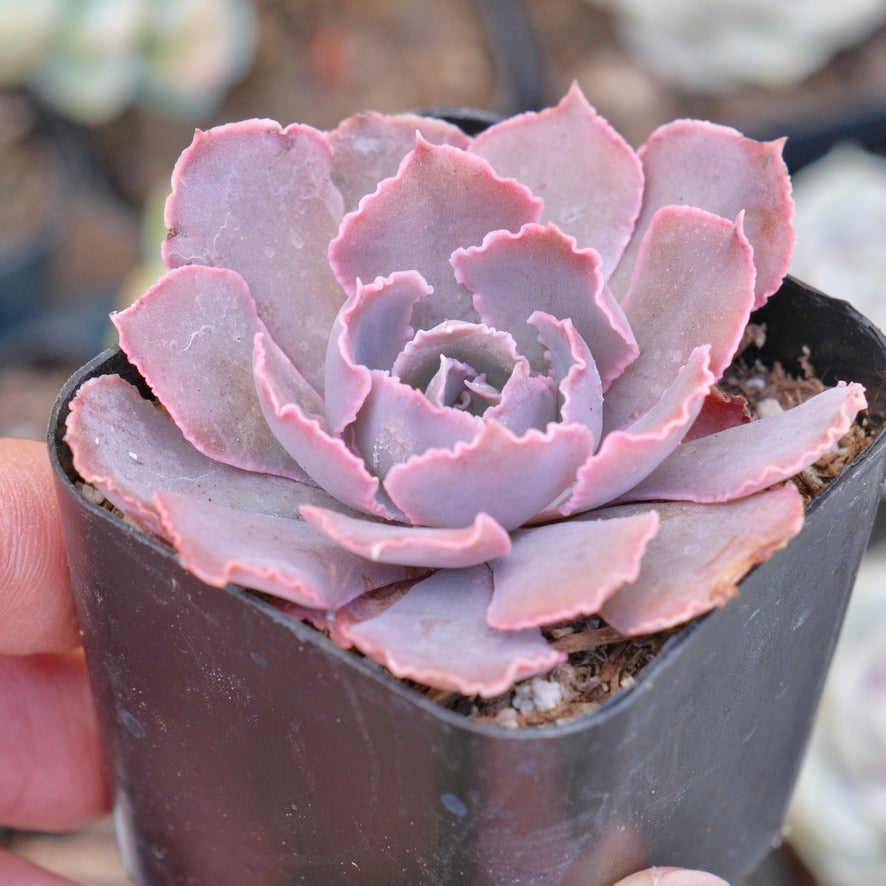 Echeveria shaviana Pink Frills Succulent Plant