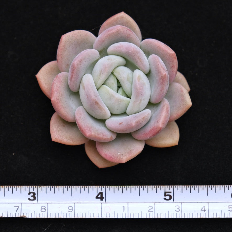 Pachyveria Ice Cream cutting Korean Succulent Plant