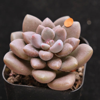 Graptosedum Indian Pink Korean Succulent Plant Air Magic Hybrid