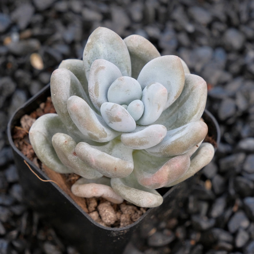 Graptophytum Moon Sherbet A Air Magic Korean Succulent Plant