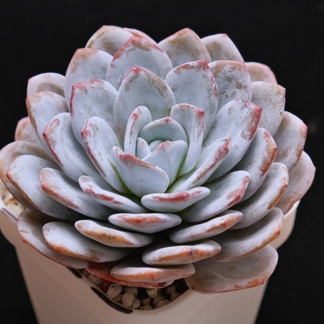 Big Echeveria laui Succulent Plant